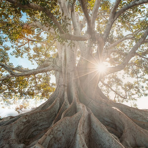 Large majestic oak tree with flourishing leaves and sunlight. At YTherapy, counselling clients overcome anxiety, burnout and trauma. Through therapy, you can heal, grow and flourish.